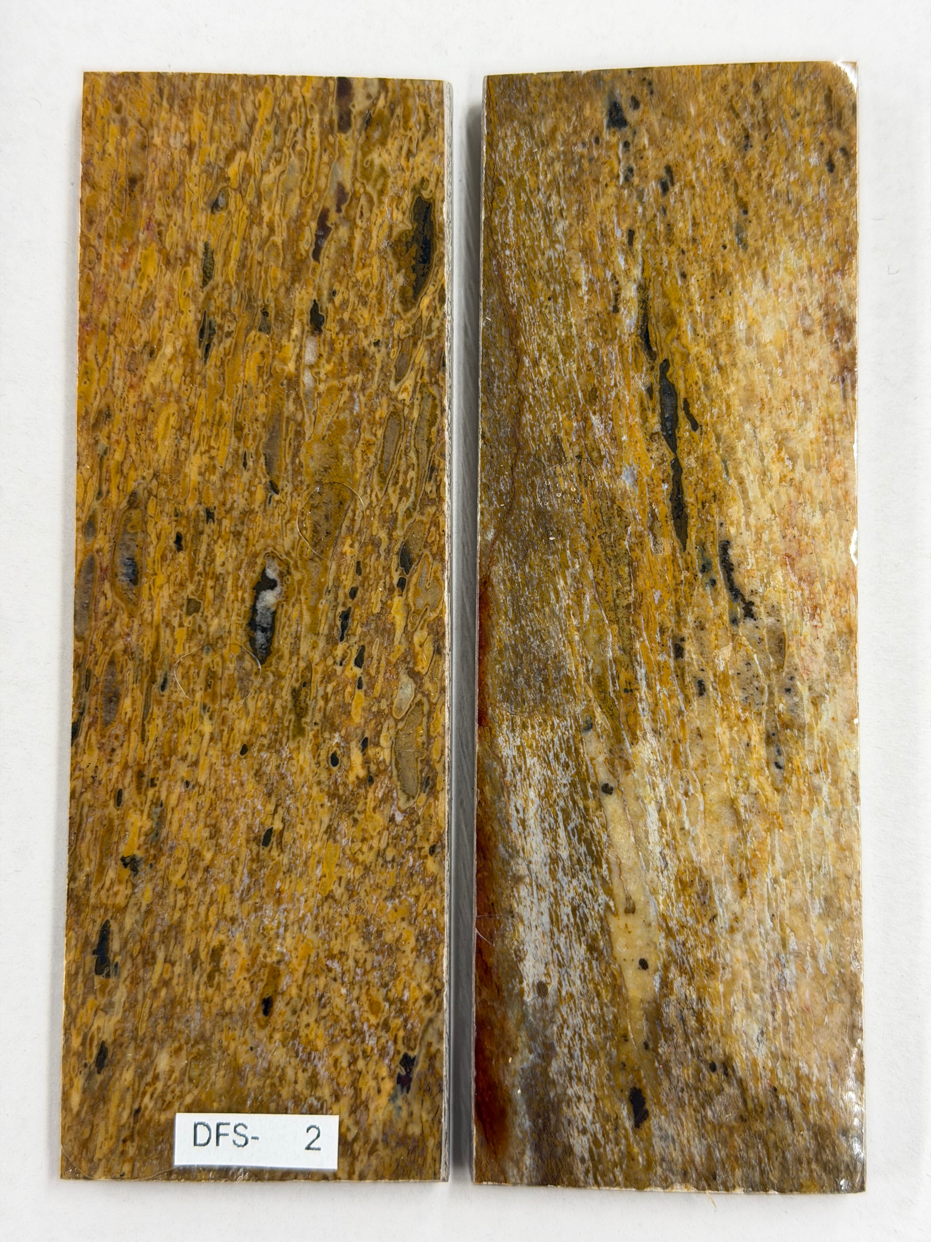 Dinosaur Fossil Handle Plate Set DFS-2