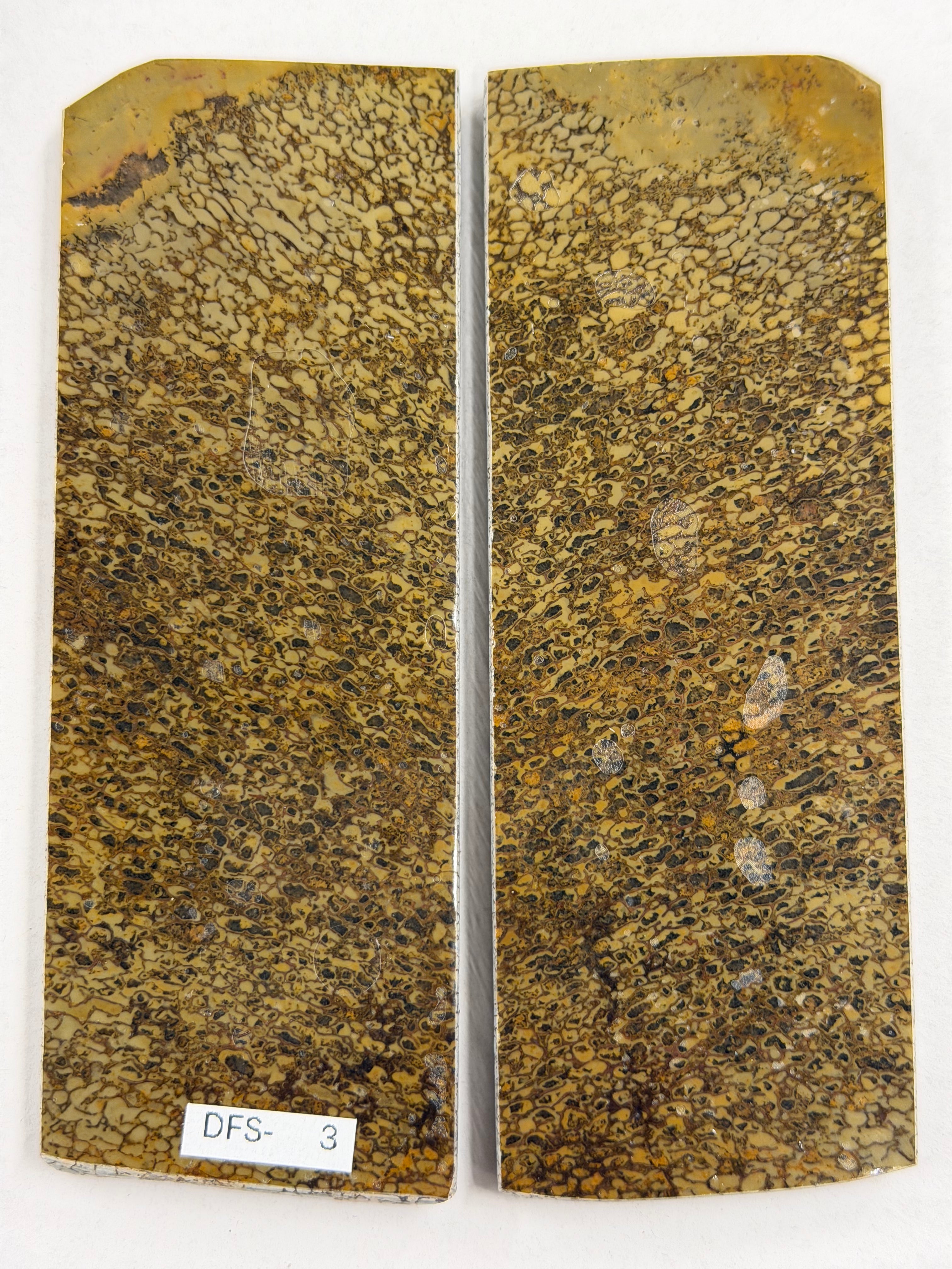 Dinosaur Fossil Handle Plate Set DFS-3