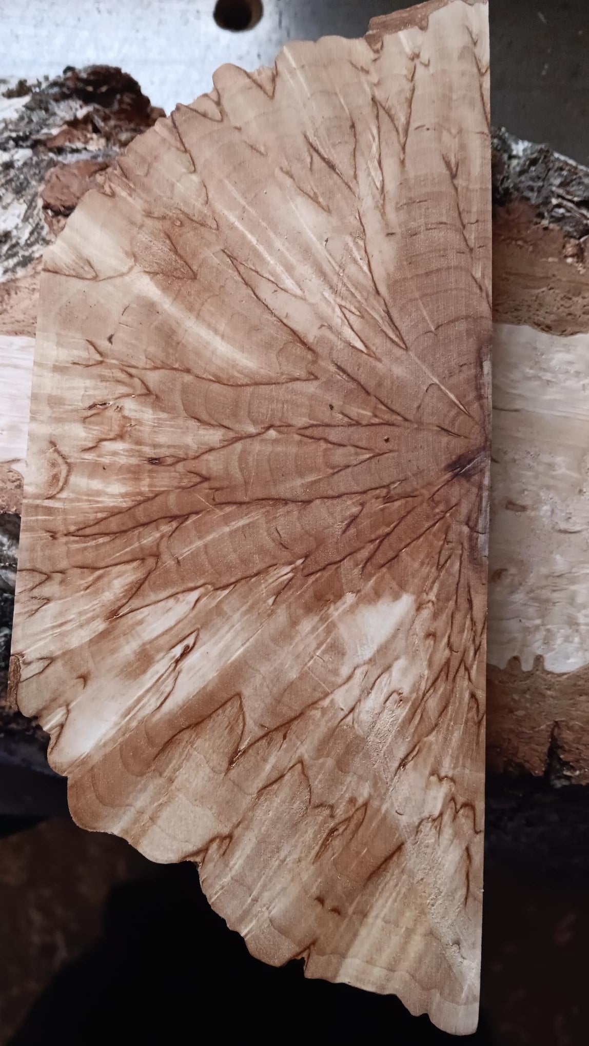Natural Curly Birch Masur Birch Cross-cut approx. 30x40x140mm