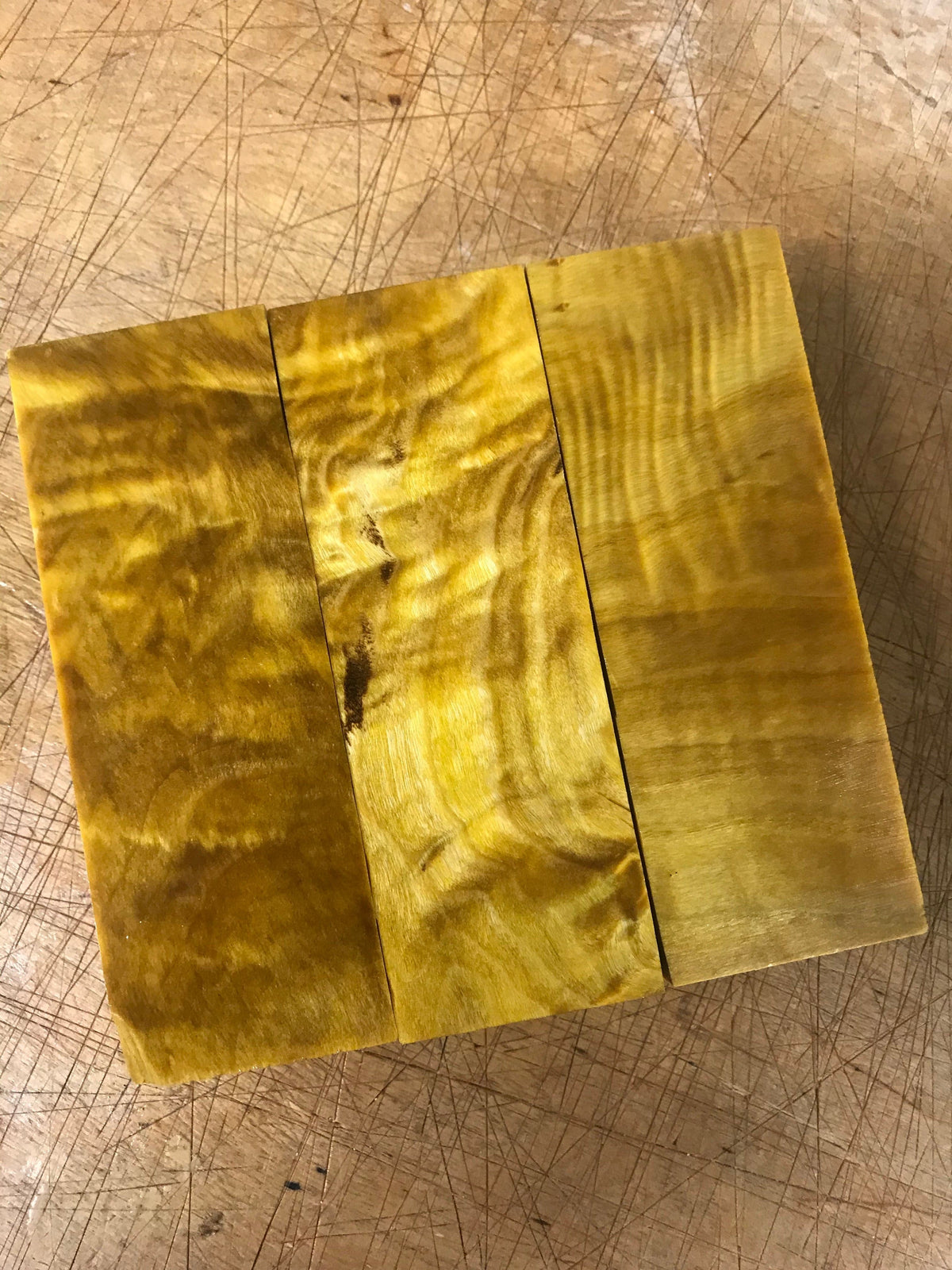 Flame Poplar - Yellow