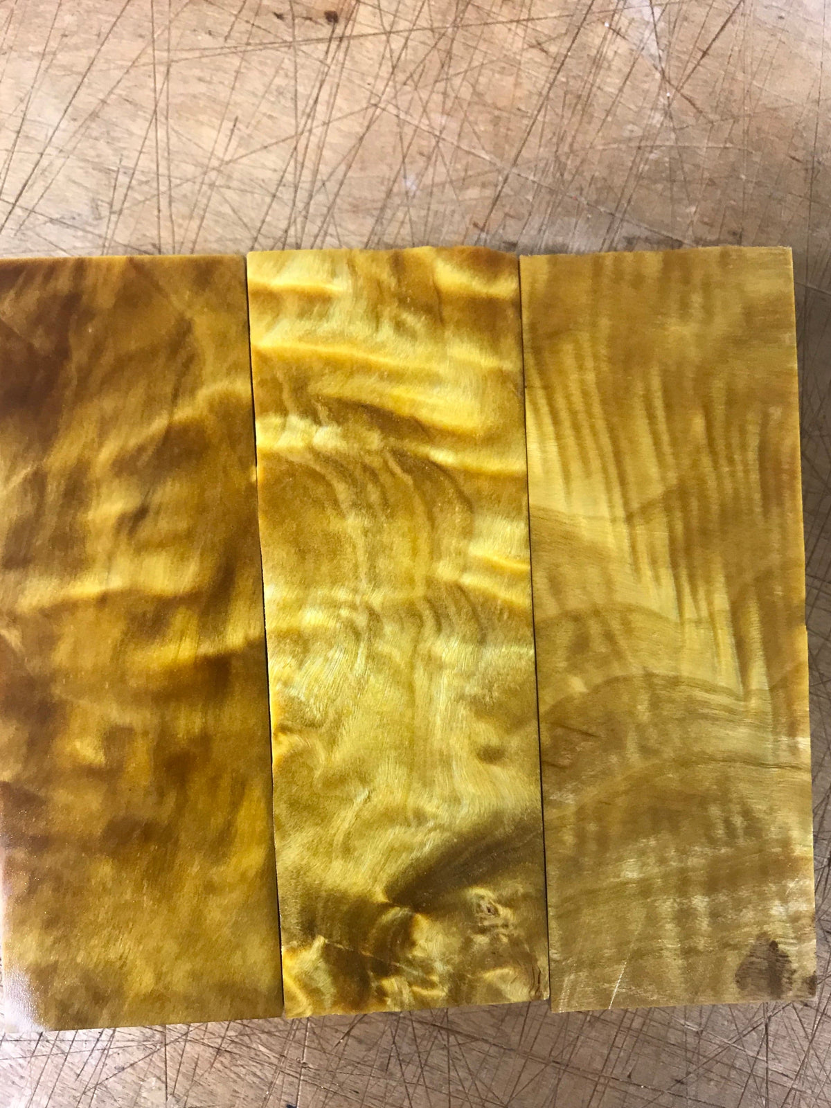 Flame Poplar - Yellow
